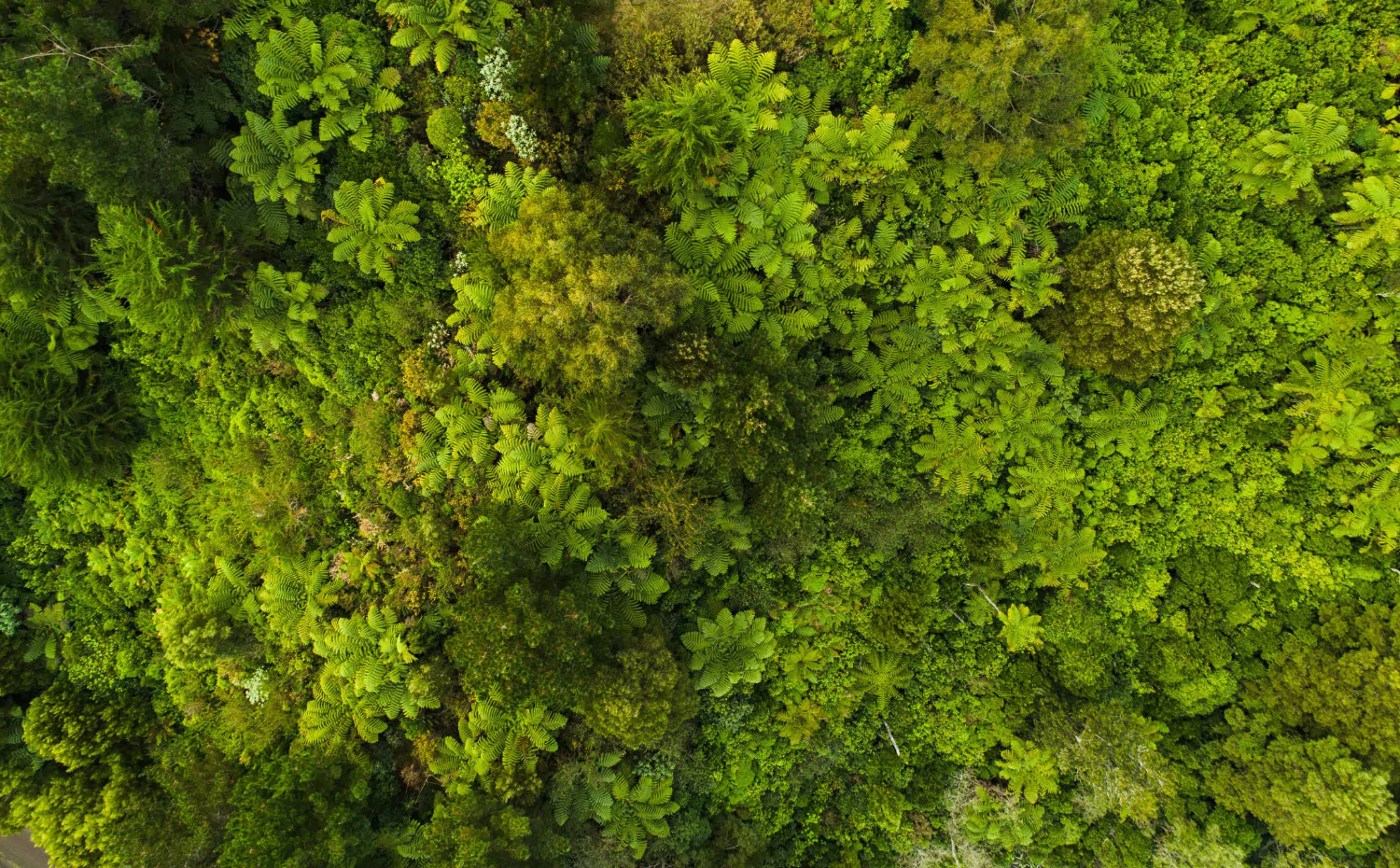Grüner Regenwald